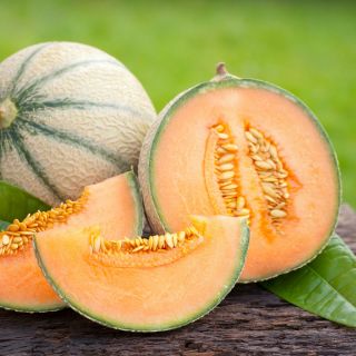 Melon MALAGA F1 - 26 nasion