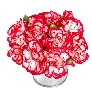 Goździk ogrodowy malinowy - Raspberry ripple - 110 nasion
