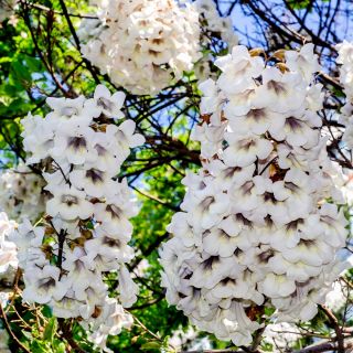 Paulownia omszona – drzewko cesarzy