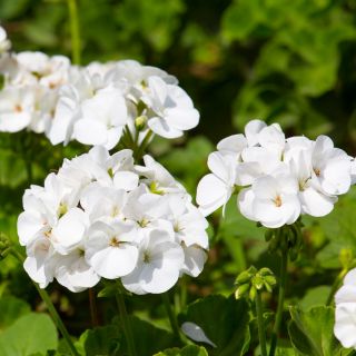 Pelargonia biała - 11 nasion