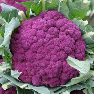 Kalafior o róży fioletowej Di Sicilia violetto - 54 nasion