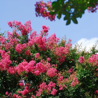 Lagerstroemia - 40 nasion