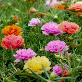 Portulaka pełna - 4500 nasion