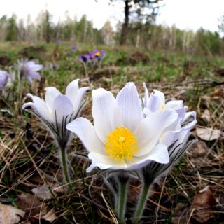 Sasanka - Anemone pulsatilla - biała
