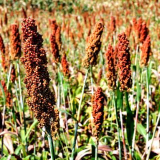 Sorgo czarne - 60 nasion