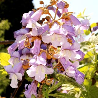 Paulownia omszona – drzewko cesarzy