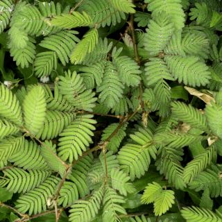Mimoza - 34 nasion