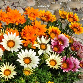 Gazania błyszcząca - 250 nasion