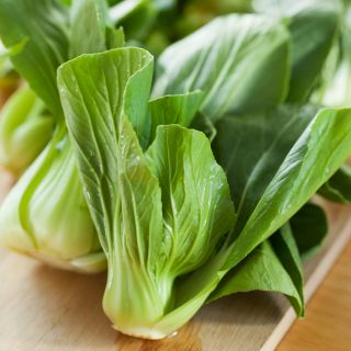 Kapusta chińska Pak-Choi - 500 nasion