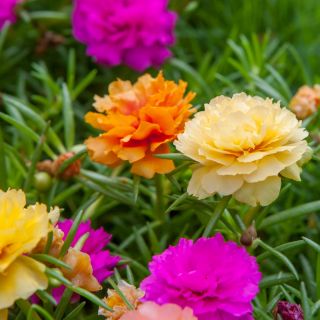 Portulaka pełna - 4500 nasion