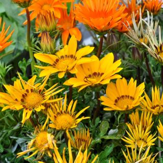 Gazania błyszcząca - 250 nasion