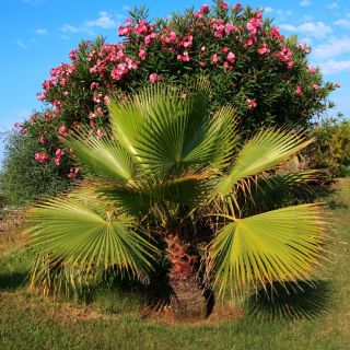 Waszyngtonia nitkowata - 5 nasion