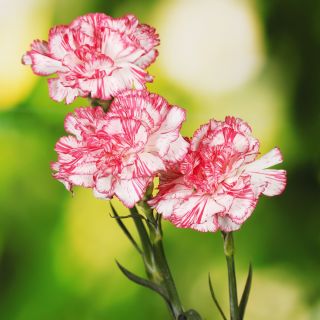 Goździk ogrodowy malinowy - Raspberry ripple - 110 nasion