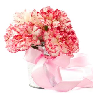 Goździk ogrodowy malinowy - Raspberry ripple - 110 nasion