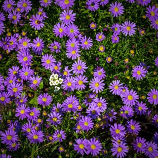 Aster alpejski - mieszanka - 240 nasion
