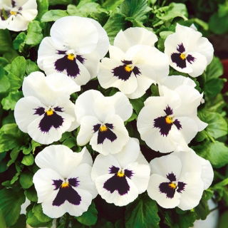 Bratek wielokwiatowy - biało-czarny - 400 nasion