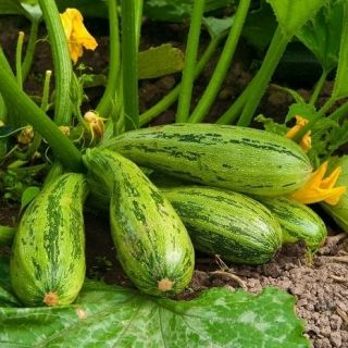 Cukinia Nimba - 12 nasiona