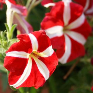Petunia o kwiatach dwubarwnych - czerwono-biała