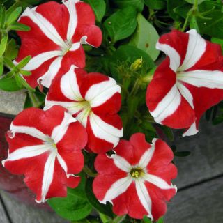 Petunia o kwiatach dwubarwnych - czerwono-biała