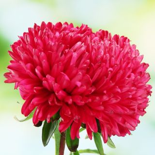 Aster chiński karłowy – Milady Scarlet - 500 nasion