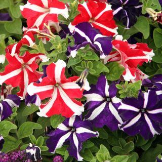 Petunia o kwiatach dwubarwnych - mieszanka - 80 nasion