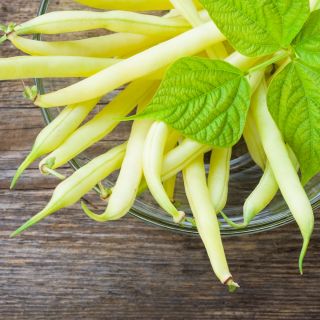 BIO Fasola szparagowa - Fructidor - Certyfikowane nasiona ekologiczne