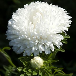 Aster chiński - Polska Flaga - 450 nasion