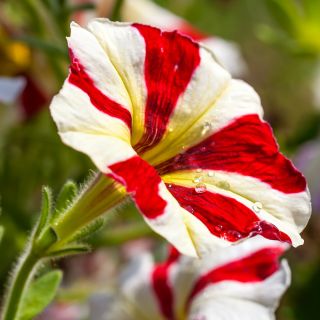 Petunia o kwiatach dwubarwnych - mieszanka - 80 nasion