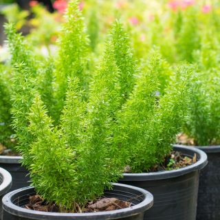 Asparagus ozdobny - 10 nasion