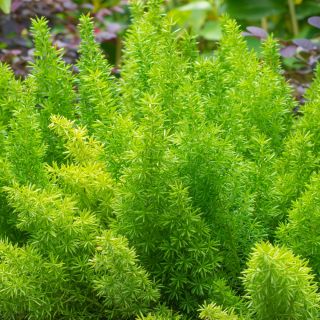Asparagus ozdobny - 10 nasion