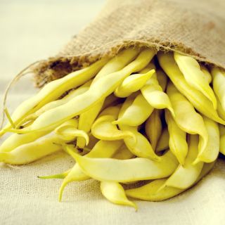 Fasola karłowa żółtostrąkowa – odmiana Galopka - 100 nasion