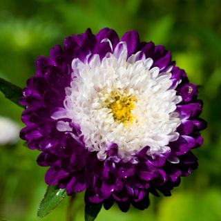 Aster Belstead Supreme - 250 nasion