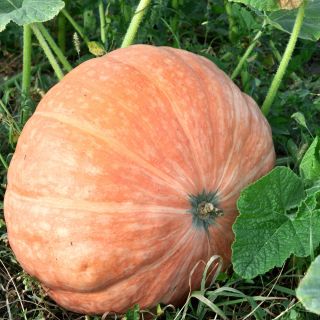 Dynia olbrzymia - Atlantic Giant - gigantyczne owoce, nawet 300 kg - 12 nasiona