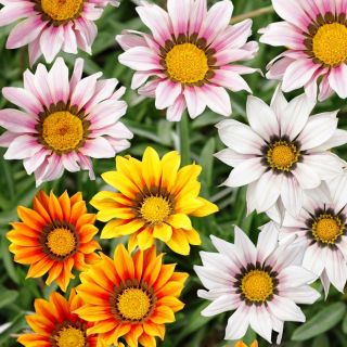 Gazania lśniąca - 130 nasion