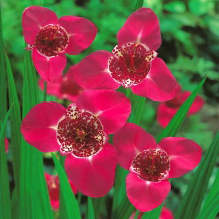 Tigridia - Tygrysówka różowa Pink - 10 cebulek