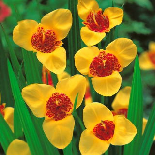 Tigridia - Tygrysówka żółta Yellow - 10 cebulek