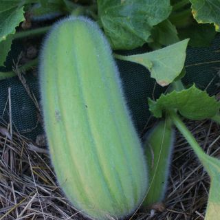 Ogórek melonowy Carosello Barese - nowość! - 40 nasion