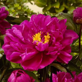 Piwonia, Paeonia - Karl Rosenfield - 1 kłącze