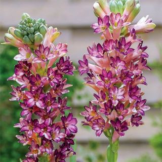 Polianthes tuberosa – Tuberoza wonna Pink Saphier różowa - 1 cebula