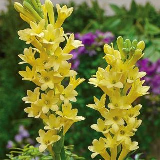 Polianthes tuberosa - Tuberoza wonna Yellow Baby żółta  - 1 cebula