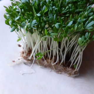 BIO Rzeżucha - Certyfikowane nasiona ekologiczne - 2250 nasion