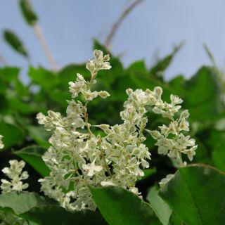 Rdest Auberta - sadzonka w pojemniku P9