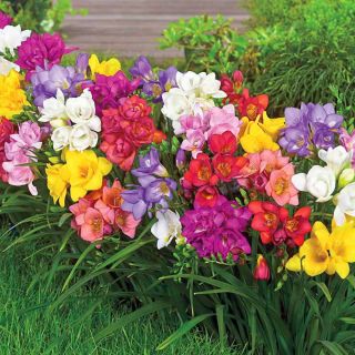 Freesia - Frezja pełna mix kolorów - 10 cebulek