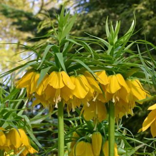 Korona cesarska żółta - Lutea Maxima - 1 cebula