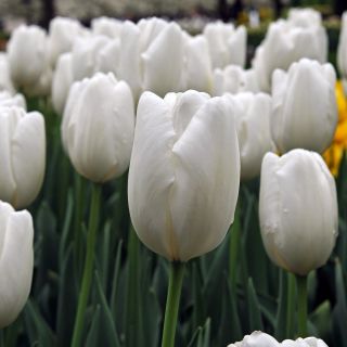 Tulipan Hakuun - mieszaniec Darwina - 5 cebulek