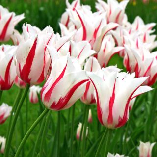 Tulipan Marilyn - 5 cebulek