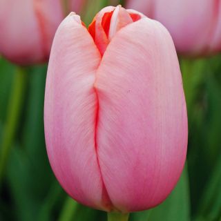 Tulipan Menton - 5 cebulek