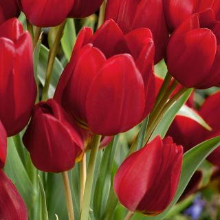 Tulipan Red Georgette - 5 cebulek