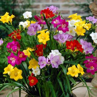 Freesia - Frezja pojedyncza mix kolorów - 10 cebulek