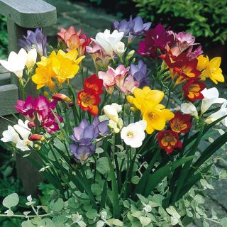 Freesia - Frezja pojedyncza mix kolorów - 10 cebulek